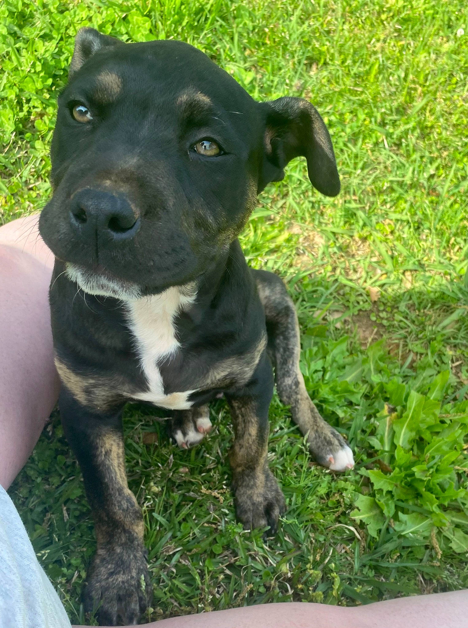 Tucker is registered to the contest to win money with this photo: borador, canidae, carnivore, companion_dog, dog, dog_breed, fawn, grass, groundcover, hunting_dog, non_sporting_group, plant, snout, sporting_group, terrestrial_animal, whiskers, working_animal, working_dog