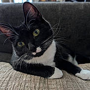 Pepper joined the competition — help win amazing prizes! cat, tuxedo_cat, black_and_white, whiskers, green_eyes, pet, feline, curious, indoor, couch, relaxed, close_up, animal, domestic_cat, laying, portrait, soft_light, texture, cozy, companion