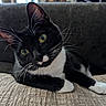 cat, tuxedo_cat, black_and_white, whiskers, green_eyes, pet, feline, curious, indoor, couch, relaxed, close_up, animal, domestic_cat, laying, portrait, soft_light, texture, cozy, companion
