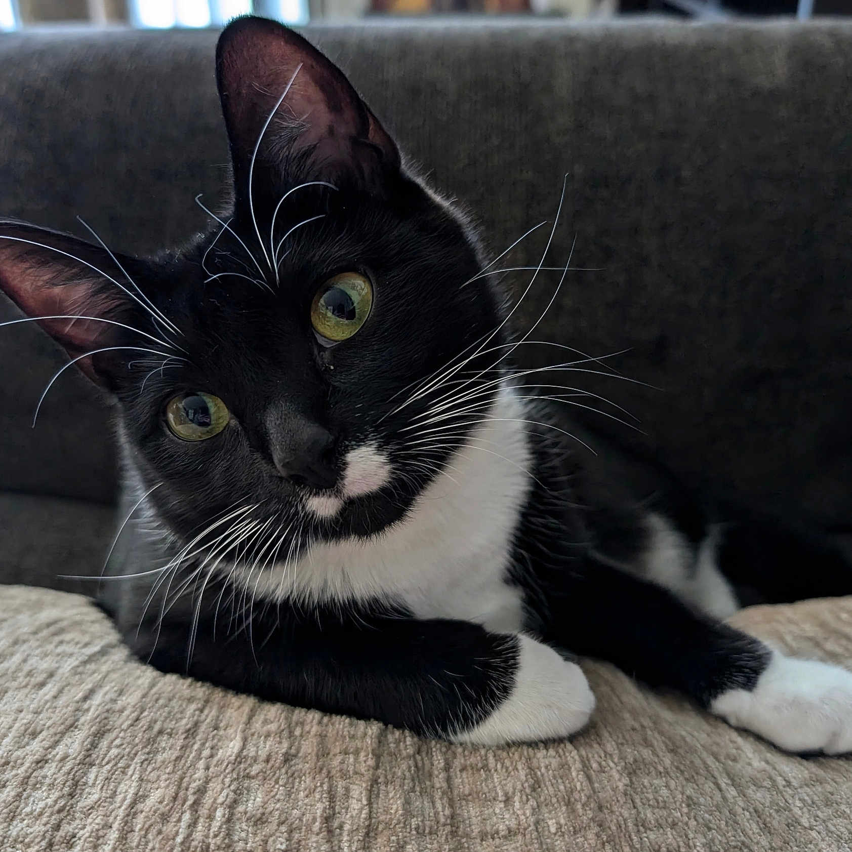 Pepper