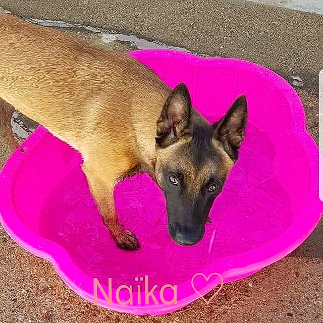 Naïka a rejoint le concours — aidez-le/la à gagner de superbes lots ! belgian_shepherd, belgian_shepherd_malinois, canidae, carnivore, dog, dog_breed, fawn, german_shepherd_dog, mammal, vertebrate, working_dog