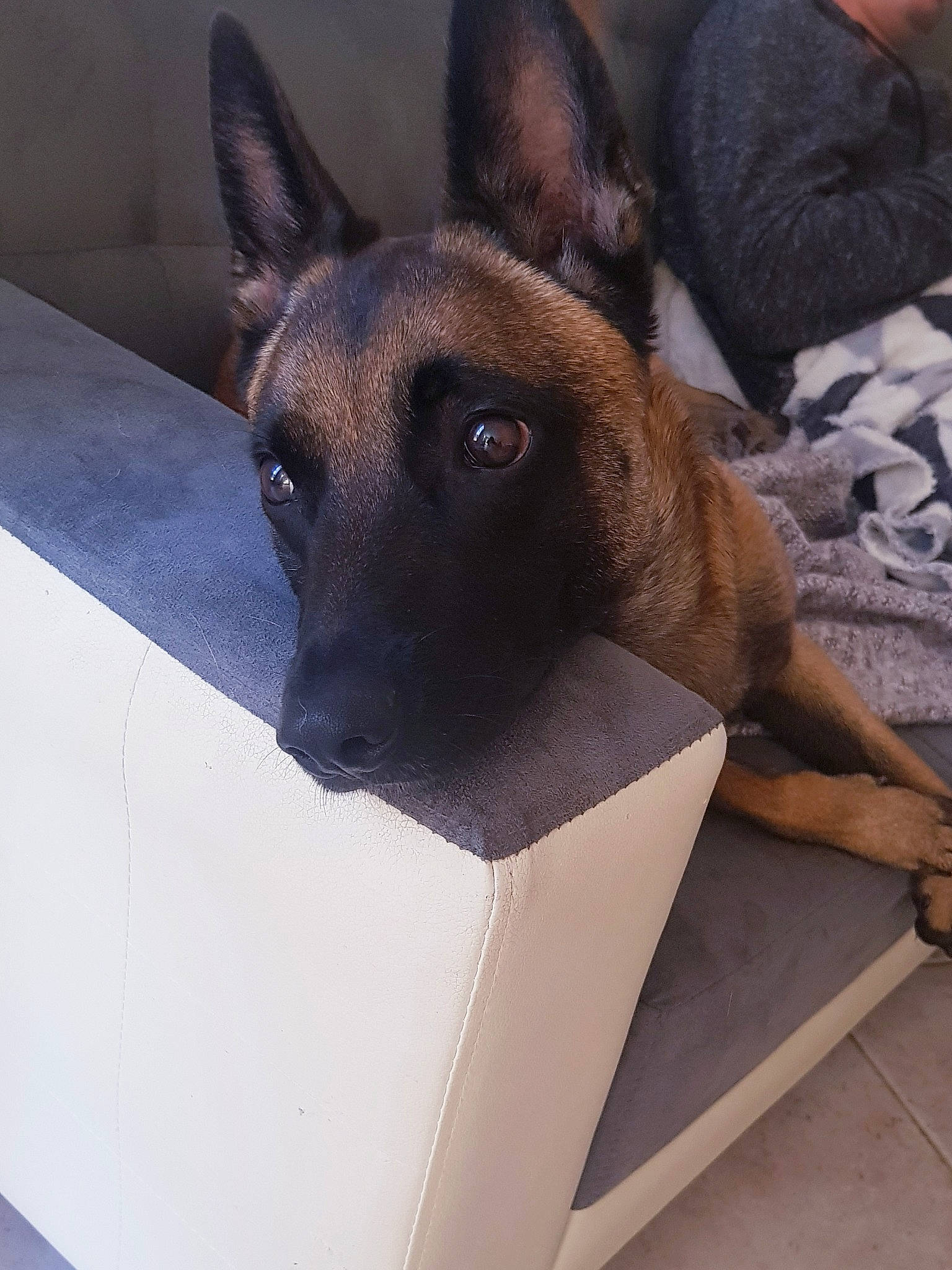 Naïka participe au concours pour gagner de l'argent avec cette photo : belgian_shepherd, belgian_shepherd_malinois, canidae, carnivore, dog, dog_breed, fawn, formosan_mountain_dog, german_shepherd_dog, king_shepherd, kunming_wolfdog, mammal, old_german_shepherd_dog, police_dog, shiloh_shepherd_dog, snout, vertebrate