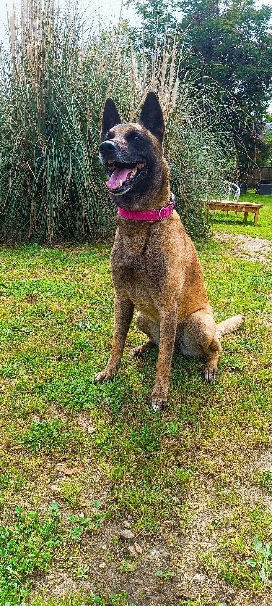 Naika a rejoint le concours — aidez-le/la à gagner de superbes lots ! canidae, carnivore, collar, companion_dog, dog, dog_breed, dog_collar, fawn, german_shepherd_dog, giant_dog_breed, grass, guard_dog, liver, plant, sporting_group, tail, terrestrial_animal, tervuren, working_animal, working_dog