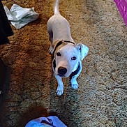 Ghost is registered to the contest to win money with this photo: dog, white_dog, carpet, indoor, pet, playpen, clothing, curious, animal, floor, collar, spot, looking_up, puppy, home, furniture, blanket, fabric, domestic, tail
