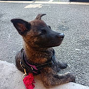 Sirius Black participe au concours pour gagner de l'argent avec cette photo : animal, asphalt, black_fur, canine, collar, curb, dog, ears, fur, harness, leash, outdoor, pet, puppy, red_tassel, resting, side_view, sitting, snout, young_dog