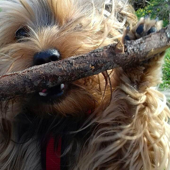 Norway a rejoint le concours — aidez-le/la à gagner de superbes lots ! australian_silky_terrier, australian_terrier, biewer_terrier, cairn_terrier, canidae, carnivore, companion_dog, dog, dog_breed, fawn, glen_of_imaal_terrier, mammal, morkie, puppy, rare_breed_dog, schnoodle, small_terrier, terrier, toy_dog, yorkshire_terrier