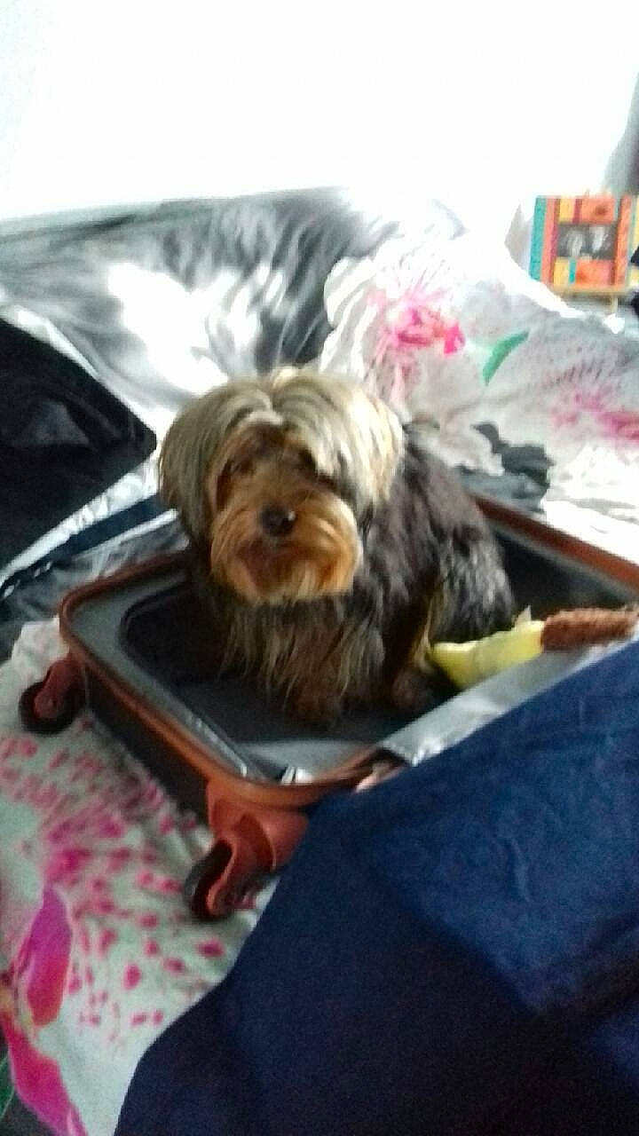 Norway a rejoint le concours — aidez-le/la à gagner de superbes lots ! bolonka, canidae, car_seat, carnivore, chinese_imperial_dog, companion_dog, dog, dog_breed, lhasa_apso, maltese, mammal, morkie, puppy, rare_breed_dog, shih_tzu, small_terrier, terrier, toy_dog, yorkshire_terrier