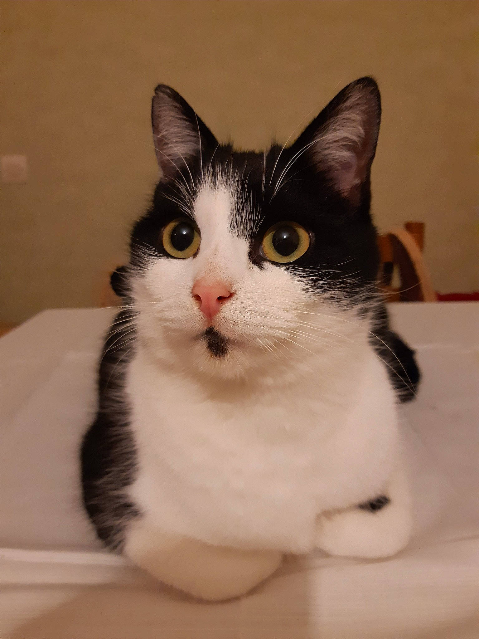 Phil a rejoint le concours — aidez-le/la à gagner de superbes lots ! carnivore, cat, curious, domestic_short_haired_cat, eyelash, felidae, fur, iris, sitting, small_to_medium_sized_cats, snout, whiskers, window