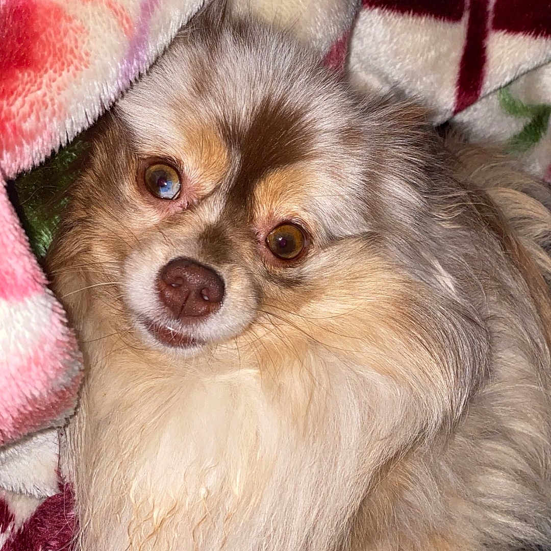 Nova is registered to the contest to win money with this photo: animal, blanket, brown, canine, companion, cozy, cute, dog, domestic, eyes, face, fluffy, fur, indoor, nose, paw, pet, portrait, resting, white