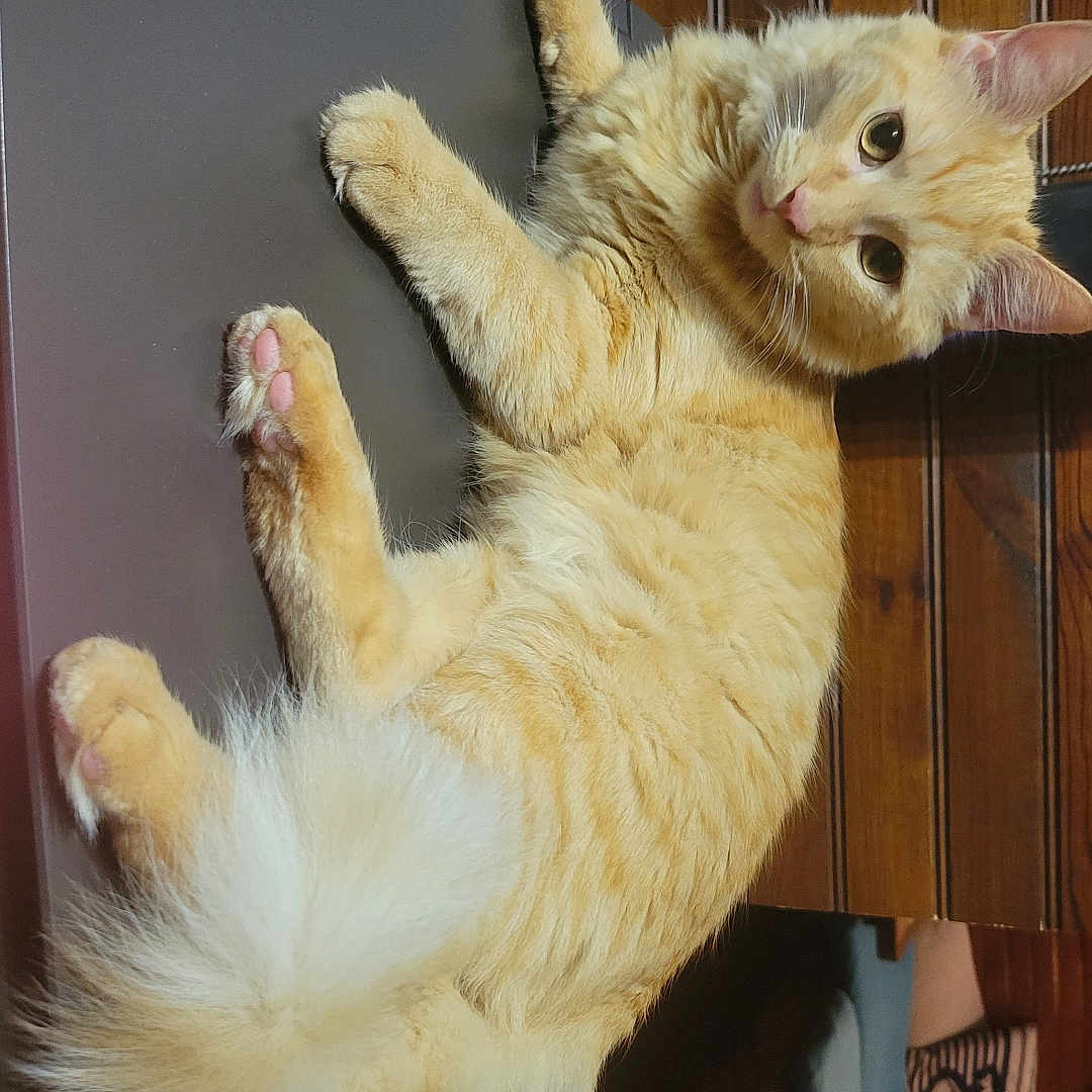 Winny a rejoint le concours — aidez-le/la à gagner de superbes lots ! abyssinian, animal, architecture, building, cat, closet, cupboard, drawer, furniture, handrail, hardwood, indoors, interiordesign, kitten, manx, pet, plywood, shelf, siamese, wood