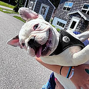 Baxter joined the competition — help win amazing prizes! dog, white_dog, puppy, tongue_out, smiling, happy, ear_up, harness, being_held, person_arm, bracelet, painted_nails, closeup, portrait, outdoor, suburban, house, shed, pavement, playful