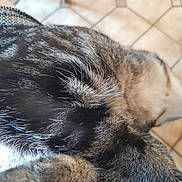 Tigrou participe au concours pour gagner de l'argent avec cette photo : cat, tabby, fur, close_up, pet, animal, indoor, floor, tile_floor, whiskers, texture, brown, black, white, blurred_background, domestic_cat, mammal, feline, closeup, resting