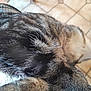 cat, tabby, fur, close_up, pet, animal, indoor, floor, tile_floor, whiskers, texture, brown, black, white, blurred_background, domestic_cat, mammal, feline, closeup, resting