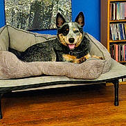 Emme joined the competition — help win amazing prizes! blue_wall, books, bookshelf, canine, collar, comfortable, dog, dog_bed, ears_up, floor, furniture, happy, indoor, living_room, pet, relaxed, resting, smiling, tongue_out, wood_floor