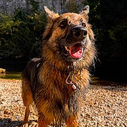 Peluche participe au concours pour gagner de l'argent avec cette photo : dog, german_shepherd, wet_fur, outdoor, riverbank, rocks, sunlight, tongue_out, ears_up, happy, pet, animal, nature, canine, portrait, playful, summer, water, collar, adventure