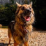 dog, german_shepherd, wet_fur, outdoor, riverbank, rocks, sunlight, tongue_out, ears_up, happy, pet, animal, nature, canine, portrait, playful, summer, water, collar, adventure