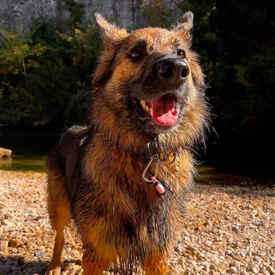 Peluche participe au concours pour gagner de l'argent avec cette photo : adventure, animal, canine, collar, dog, ears_up, german_shepherd, happy, nature, outdoor, pet, playful, portrait, riverbank, rocks, summer, sunlight, tongue_out, water, wet_fur