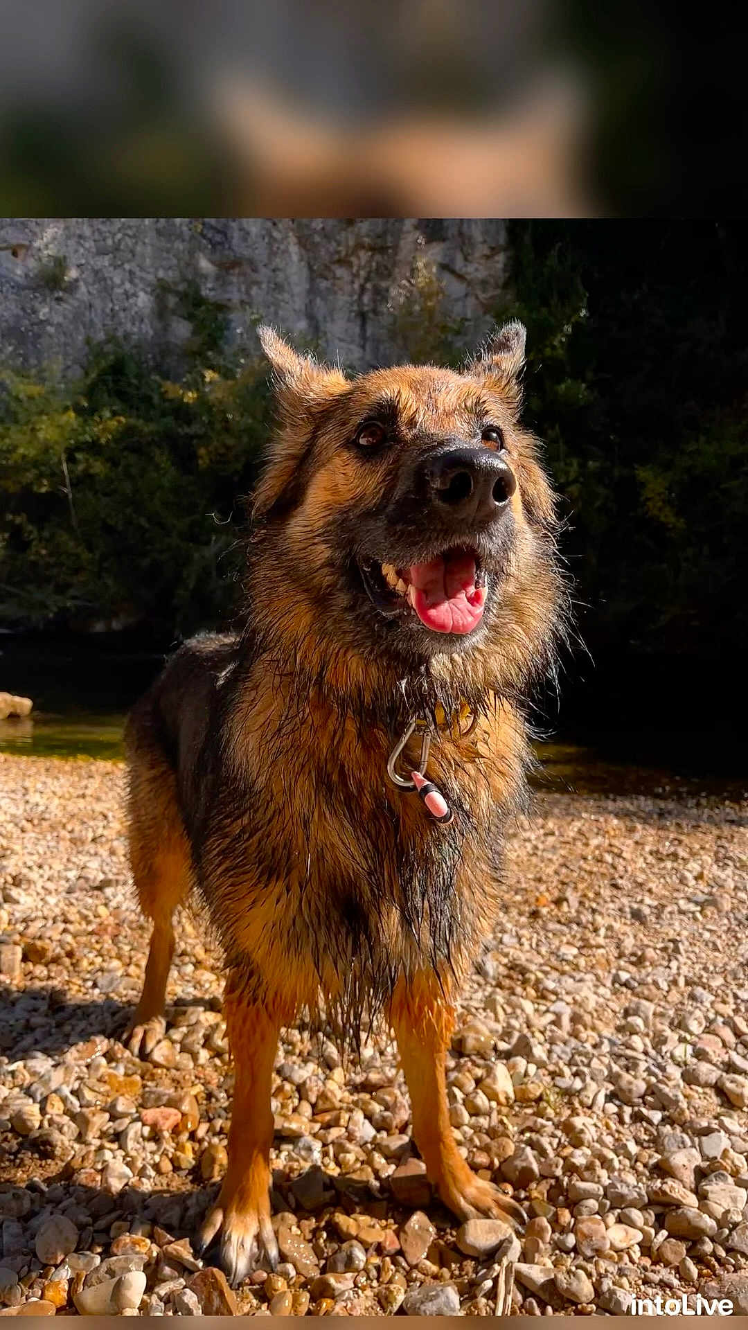 Peluche participe au concours pour gagner de l'argent avec cette photo : dog, german_shepherd, wet_fur, outdoor, riverbank, rocks, sunlight, tongue_out, ears_up, happy, pet, animal, nature, canine, portrait, playful, summer, water, collar, adventure