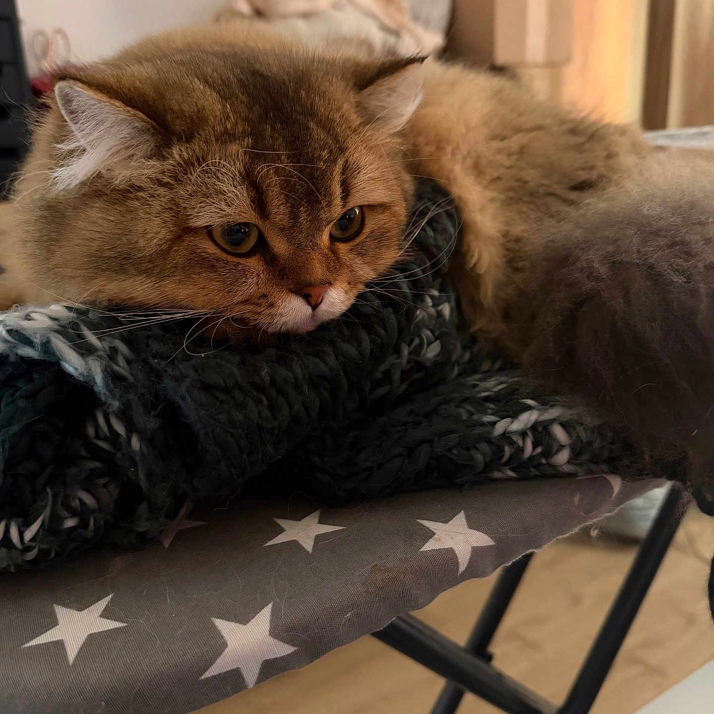 Milo participe au concours pour gagner de l'argent avec cette photo : cat, fluffy, brown, pet, indoor, knitted_blanket, iron_board, star_pattern, furniture, domestic, relaxed, closeup, whiskers, ears, face, tail, floor, household, cozy, resting