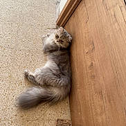 Luna participe au concours pour gagner de l'argent avec cette photo : cat, fluffy_cat, gray_cat, pet, indoor, floor, wooden_door, tile_floor, relaxed, cute, animal, feline, lying_down, looking_up, curious, whiskers, tail, fur, domestic_cat, home