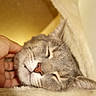 Boba joined the competition — help win amazing prizes! animal, bed, blanket, cat, close_up, closed_eyes, cozy, cuddly, furry, gray_cat, hand, indoor, nose, pet, petting, portrait, relaxed, sleeping, warm_lighting, whiskers
