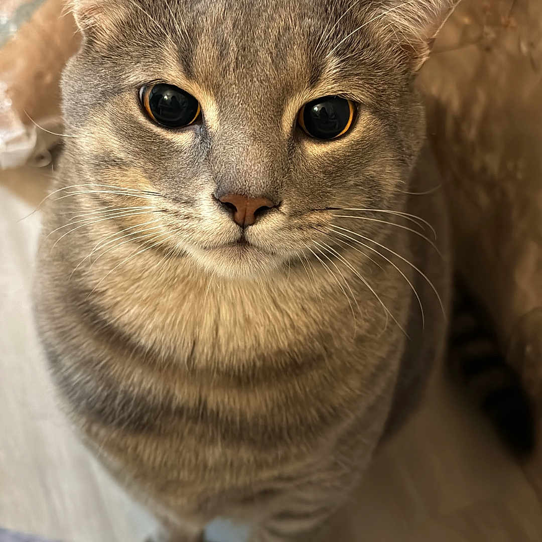 Boba is registered to the contest to win money with this photo: cat, tabby, indoor, close_up, curious, feline, pet, whiskers, ears, eyes, fur, domestic_animal, animal, floor, blanket, curtains, cozy, looking_up, portrait, cute