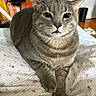 Boba joined the competition — help win amazing prizes! cat, gray_tabby, indoor, bed, floral_pattern, pet, animal, feline, whiskers, paws, fur, close_up, portrait, curious, relaxed, cozy, home, wooden_shutters, soft_light, resting