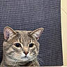 animal, beige_surface, blue_background, cat, close_up, cute, ears, eyes, fur, gray_cat, home, indoors, ledge, peeking, pet, photography, portrait, staring, textured_background, whiskers