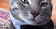 Boba joined the competition — help win amazing prizes! cat, grey_tabby, bow_tie, collar, close_up, indoor, carpet, floor, pet, animal, feline, whiskers, ears, face, portrait, domestic, cozy, fur, eyes, expression
