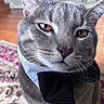 cat, grey_tabby, bow_tie, collar, close_up, indoor, carpet, floor, pet, animal, feline, whiskers, ears, face, portrait, domestic, cozy, fur, eyes, expression