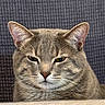 Boba joined the competition — help win amazing prizes! cat, feline, close_up, portrait, whiskers, ears, fur, gray_cat, indoor, resting, texture, serious, cute, pet, animal, mammal, domestic_cat, looking, head, face
