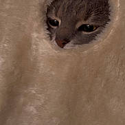 Boba is registered to the contest to win money with this photo: animal, beige, cat, cat_bed, close_up, cozy, eyes, face, fluffy, furry, gray_cat, indoor, nose, pet, plush, portrait, resting, soft_texture, tunnel, whiskers
