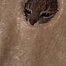 animal, beige, cat, cat_bed, close_up, cozy, eyes, face, fluffy, furry, gray_cat, indoor, nose, pet, plush, portrait, resting, soft_texture, tunnel, whiskers