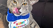 Boba is registered to the contest to win money with this photo: bib, birthday, bow_tie, cat, close_up, couch, ears, funny, fur, gray_cat, happy_birthday, indoor, licking, party_hat, pet, portrait, sitting, tongue, whiskers, yellow_eyes