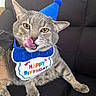 bib, birthday, bow_tie, cat, close_up, couch, ears, funny, fur, gray_cat, happy_birthday, indoor, licking, party_hat, pet, portrait, sitting, tongue, whiskers, yellow_eyes
