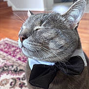 Boba is registered to the contest to win money with this photo: cat, gray_cat, bow_tie, pet, indoor, close_up, portrait, feline, whiskers, ears, fur, sleepy, home, rug, floor, furniture, cozy, domestic, cute, animal