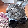 cat, gray_cat, bow_tie, pet, indoor, close_up, portrait, feline, whiskers, ears, fur, sleepy, home, rug, floor, furniture, cozy, domestic, cute, animal