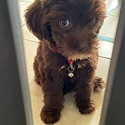 Sayge is registered to the contest to win money with this photo: adorable, animal, bars, brown, collar, cute, dog, domestic, eyes, face, fence, floor, fur, indoor, looking, pet, puppy, sitting, small, young