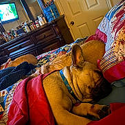 Coco is registered to the contest to win money with this photo: dog, sleeping, blanket, bed, quilt, indoor, furniture, dresser, television, collar, resting, cozy, brown_dog, ear, paw, home, room, door, comfort, relaxation