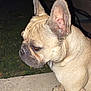 Coco joined the competition — help win amazing prizes! dog, french_bulldog, pet, animal, canine, ears, fur, night, flash, concrete, side_view, wrinkles, outdoor, grass, brick_wall, paws, alert, closeup, portrait, mammal