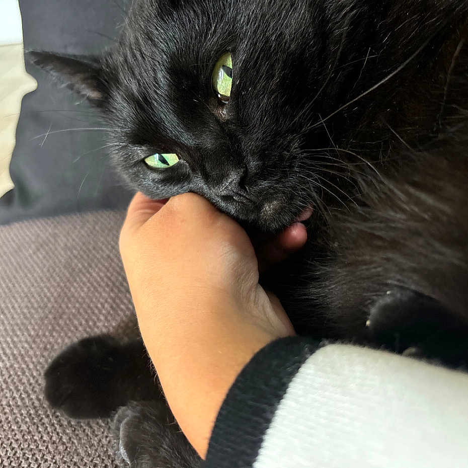 Snookie a rejoint le concours — aidez-le/la à gagner de superbes lots ! abyssinian, animal, blackcat, bodypart, cat, couch, finger, furniture, hand, kitten, manx, person, pet, wrist