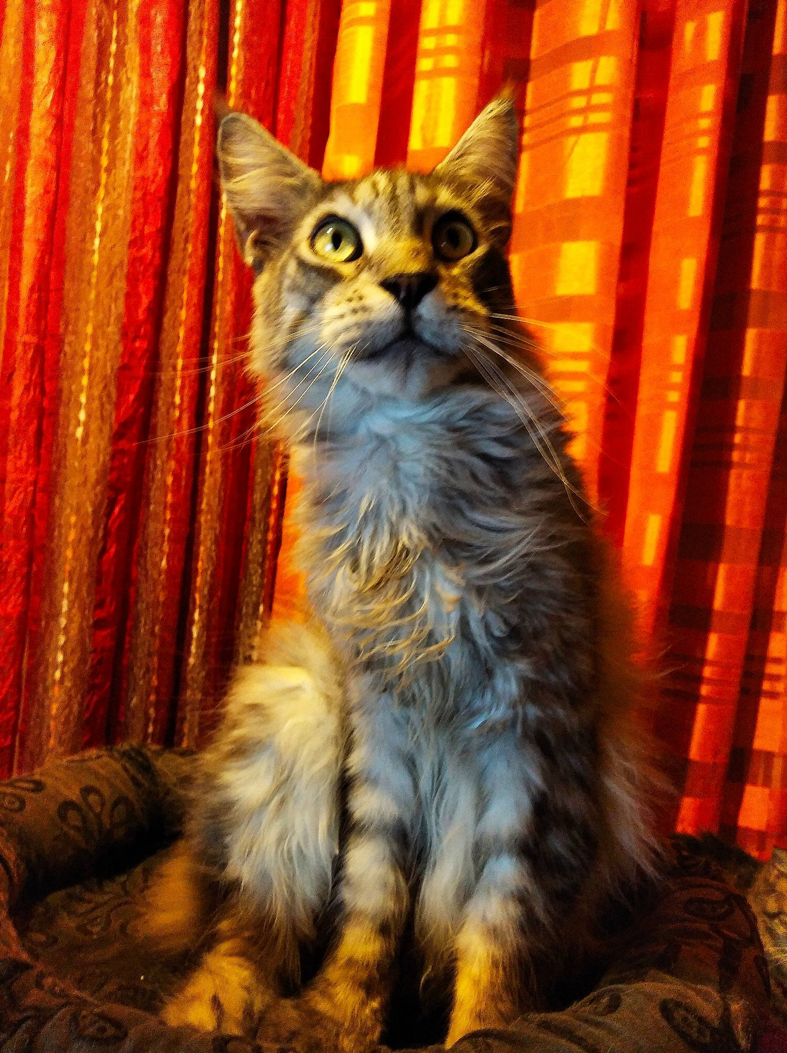 Lytchi a rejoint le concours — aidez-le/la à gagner de superbes lots ! asian, carnivore, cat, domestic_short_haired_cat, european_shorthair, felidae, fur, kitten, laperm, maine_coon, mammal, norwegian_forest_cat, small_to_medium_sized_cats, tabby_cat, tail, vertebrate, whiskers