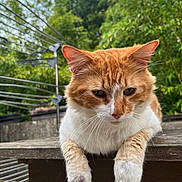 Charoux a rejoint le concours — aidez-le/la à gagner de superbes lots ! cat, ginger_cat, pet, feline, whiskers, paws, ears, outdoor, wooden_table, bench, greenery, bamboo, close_up, portrait, relaxed, fur, face, nature, domestic_animal, garden