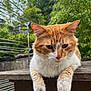 cat, ginger_cat, pet, feline, whiskers, paws, ears, outdoor, wooden_table, bench, greenery, bamboo, close_up, portrait, relaxed, fur, face, nature, domestic_animal, garden