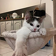 Billy a rejoint le concours — aidez-le/la à gagner de superbes lots ! cat, kitten, paw, hammock, cat_tree, indoor, tiled_floor, kitchen_cabinet, countertop, pet_bed, cozy, plush_texture, whiskers, pink_nose, ears, relaxed, lounging, pet, closeup, adorable