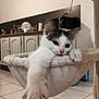 cat, kitten, paw, hammock, cat_tree, indoor, tiled_floor, kitchen_cabinet, countertop, pet_bed, cozy, plush_texture, whiskers, pink_nose, ears, relaxed, lounging, pet, closeup, adorable