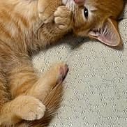 Mr. Kitterson joined the competition — help win amazing prizes! animal, cat, claws, closeup, cozy, cute, ears, feline, fur, indoor, kitten, nose, orange_tabby, paw, pet, resting, sleepy, soft, texture, whiskers