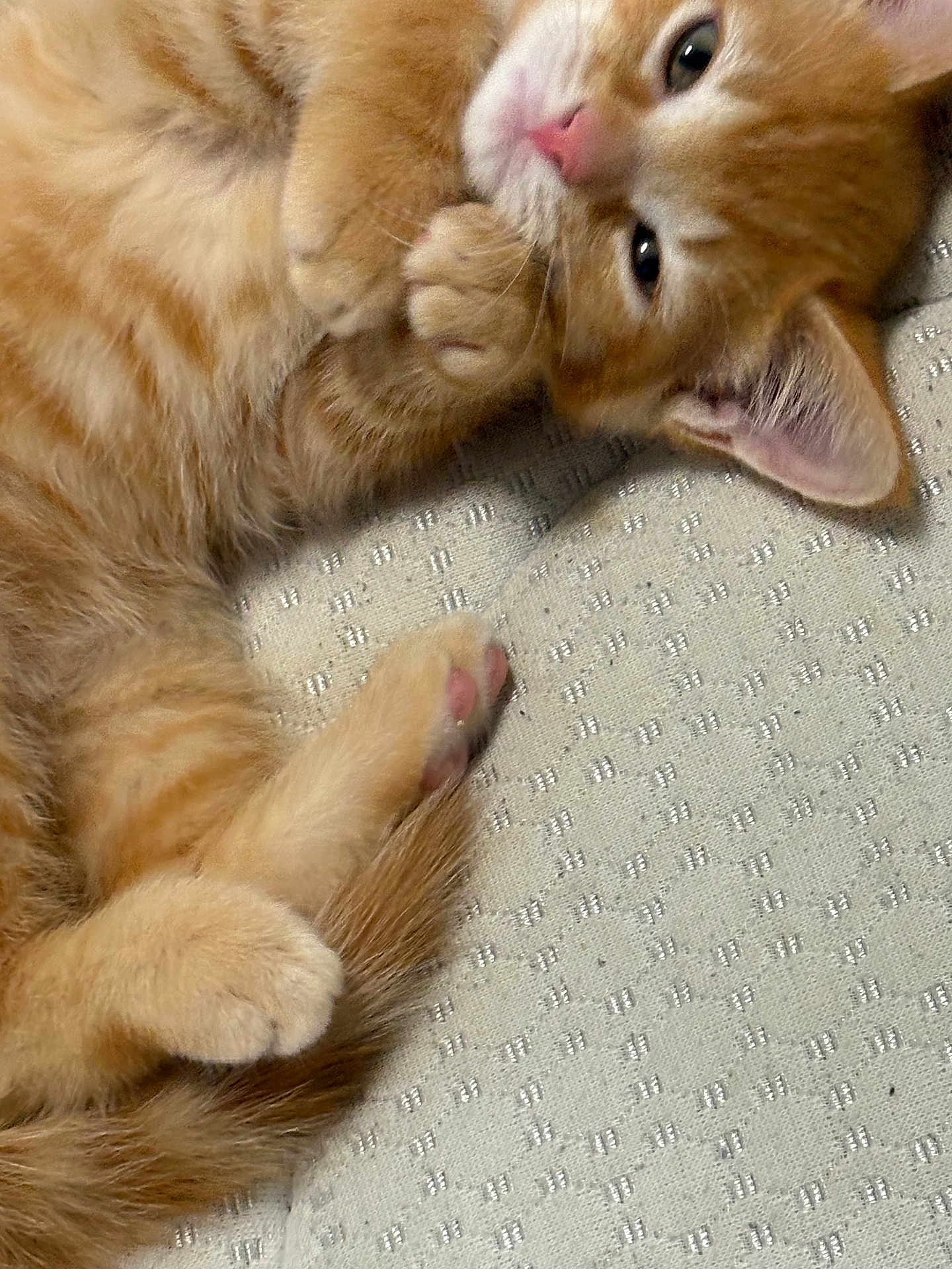 Mr. Kitterson joined the competition — help win amazing prizes! animal, cat, claws, closeup, cozy, cute, ears, feline, fur, indoor, kitten, nose, orange_tabby, paw, pet, resting, sleepy, soft, texture, whiskers