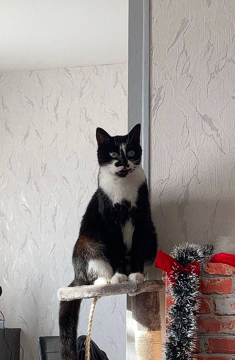 Ibis participe au concours pour gagner de l'argent avec cette photo : black, black_cat, carnivore, cat, chair, domestic_short_haired_cat, door, eye, felidae, grey, leg, small_to_medium_sized_cats, snout, stairs, tail, tree, whiskers, white, window, wood