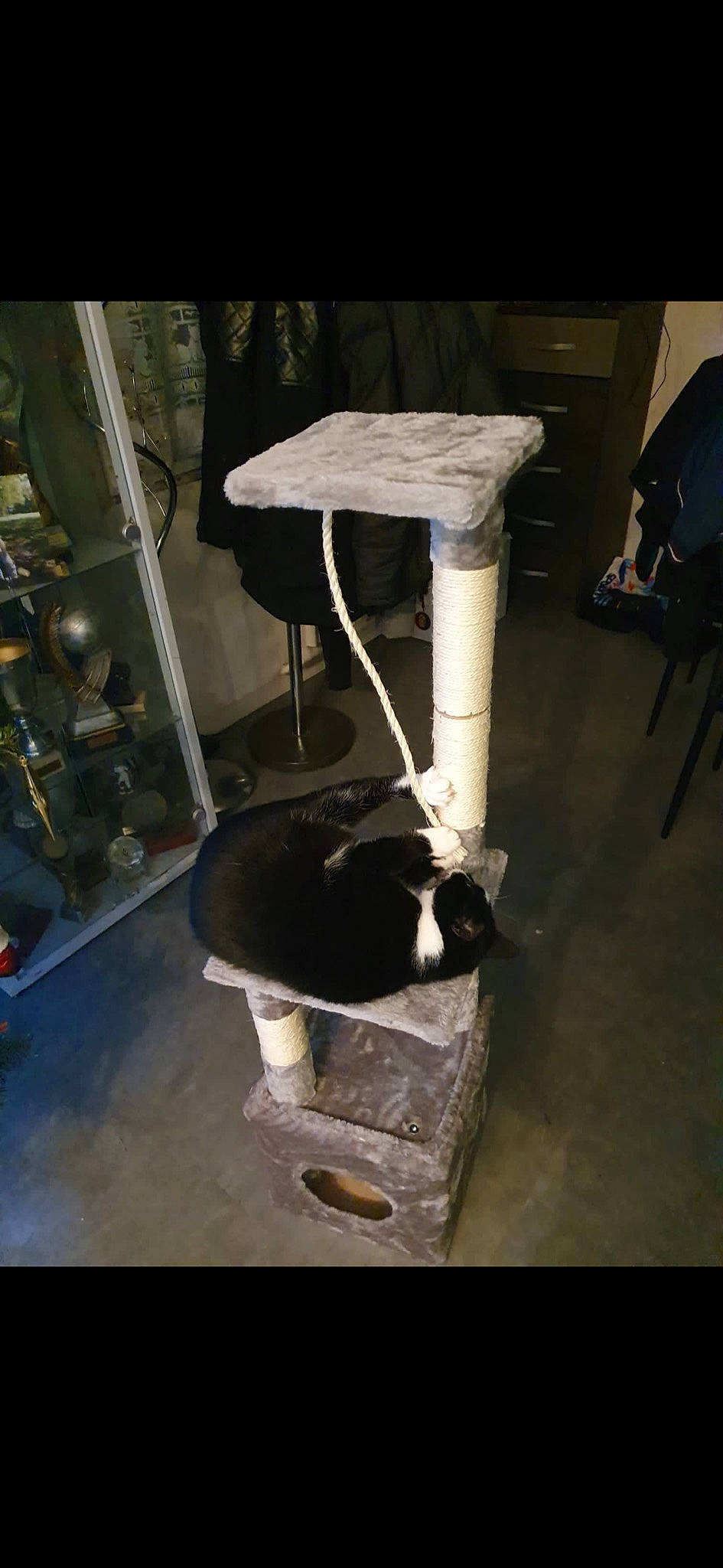 Ibis a rejoint le concours — aidez-le/la à gagner de superbes lots ! canidae, carnivore, cat, chair, companion_dog, dog_breed, domestic_short_haired_cat, felidae, floor, flooring, formal_wear, fur, human_leg, room, small_to_medium_sized_cats, sporting_group, tail, thigh, whiskers, wood